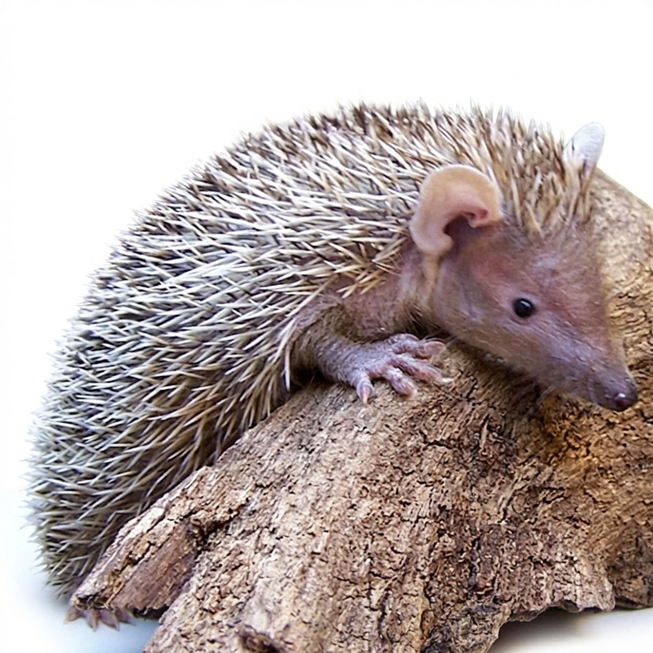 Børstesvin Lesser Madagascar Tenrec